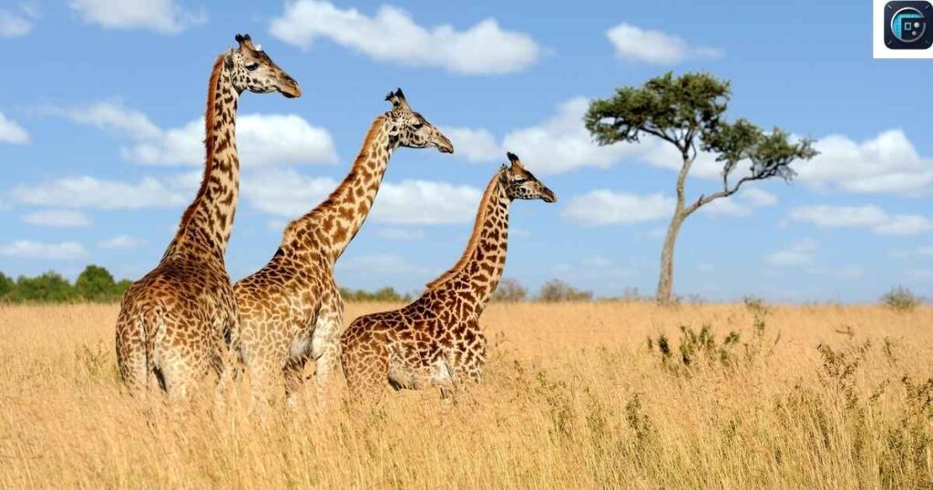  A Giraffe
