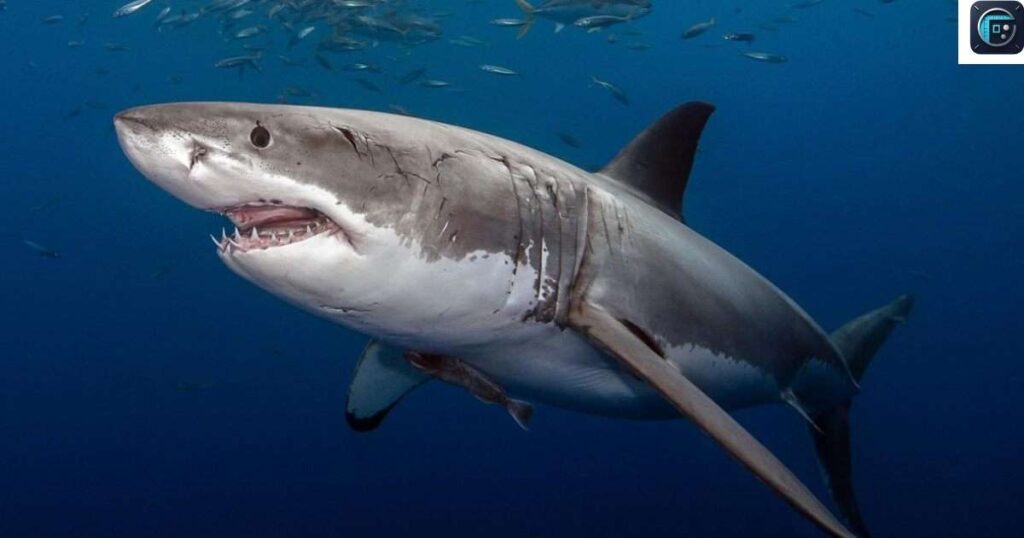 A Great White Shark 