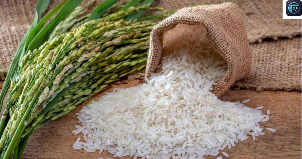  A Rice Grain
