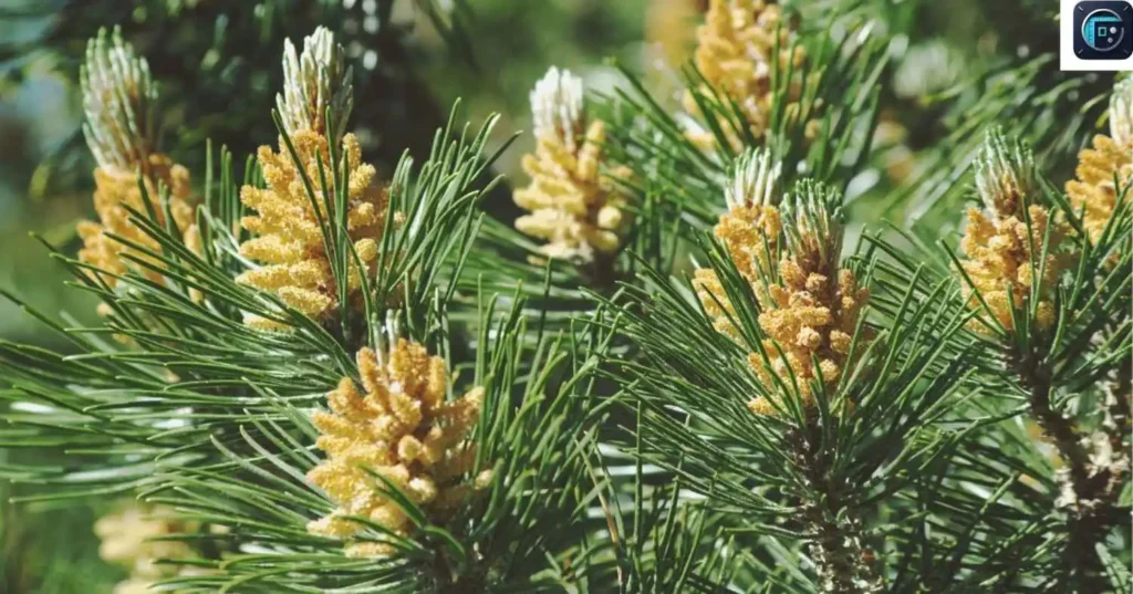 A White Pine Tree
