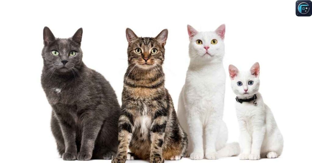Adult Cat
