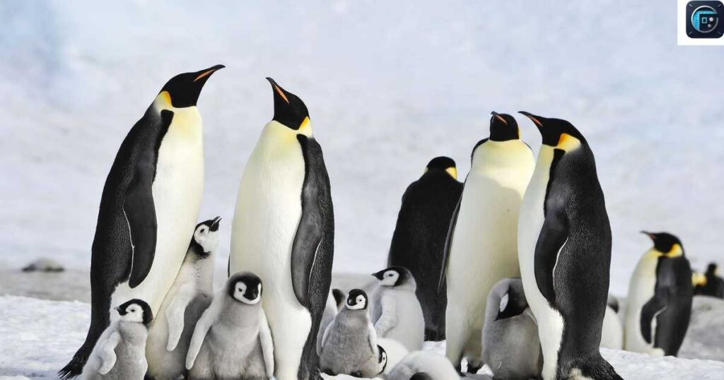Emperor Penguins
