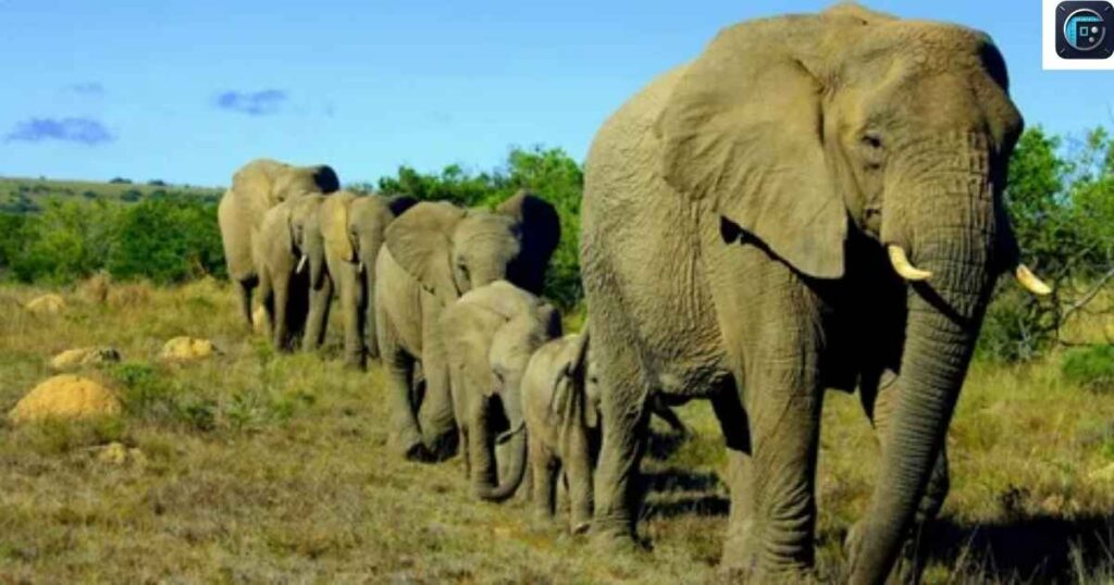 Female African Elephants