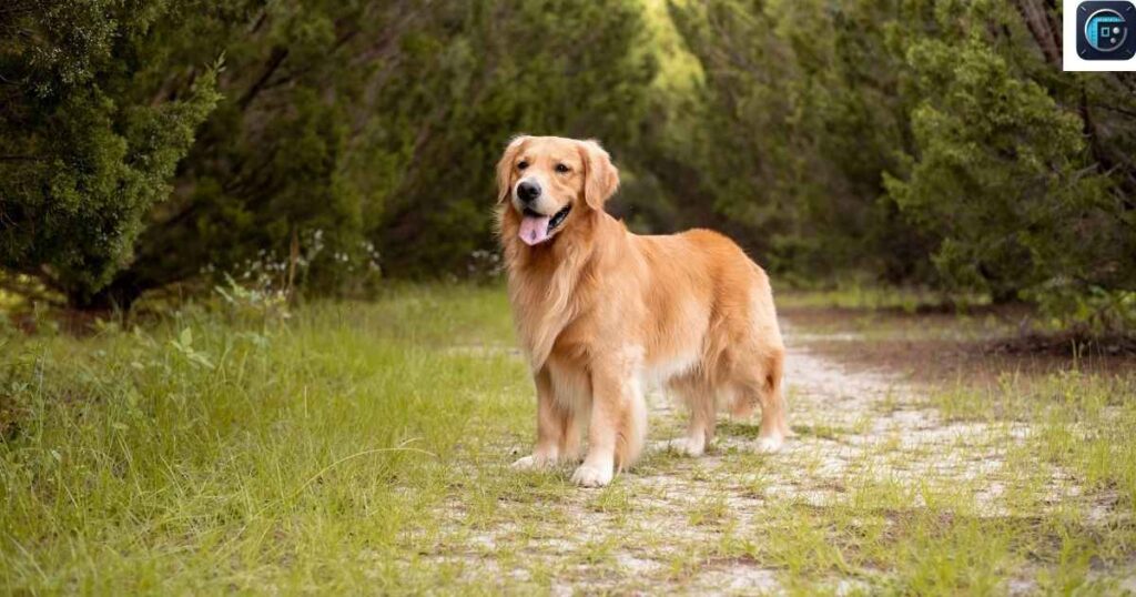 Golden Retriever (Body Length)

