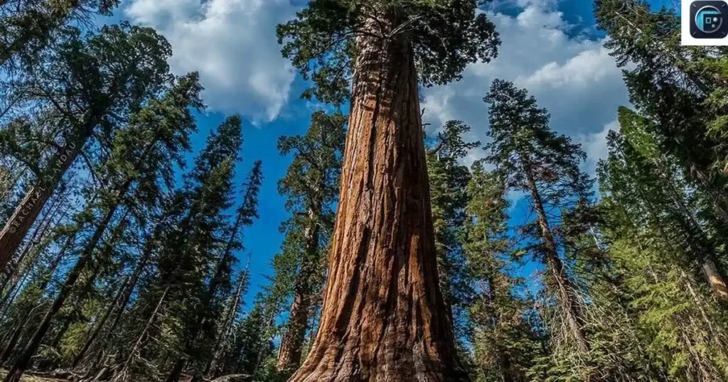 Half the Size of a Giant Sequoia
