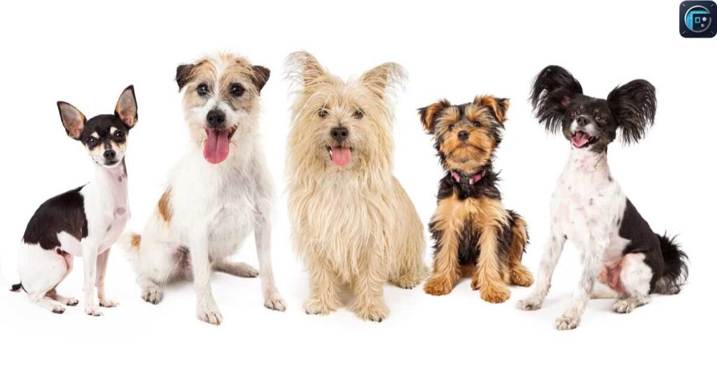 Small Dog Breed