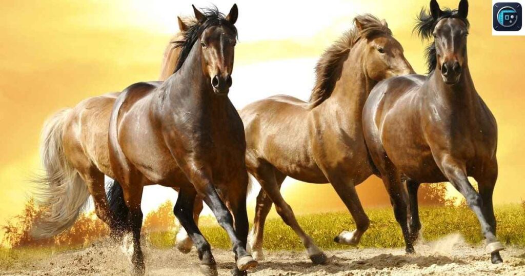  10 Horses
