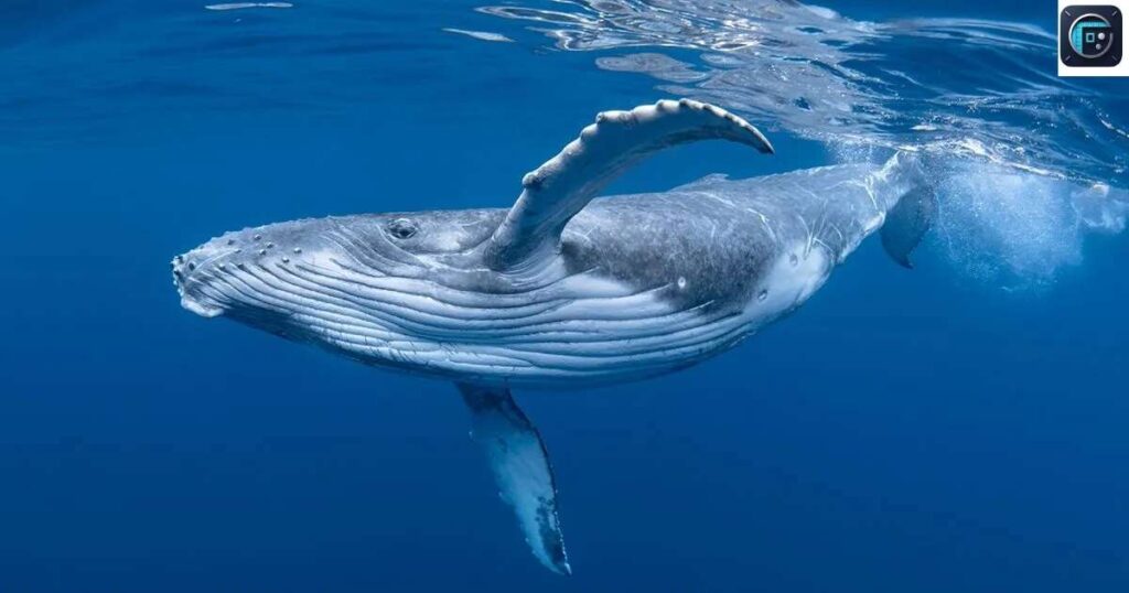 A Blue Whale’s Length
