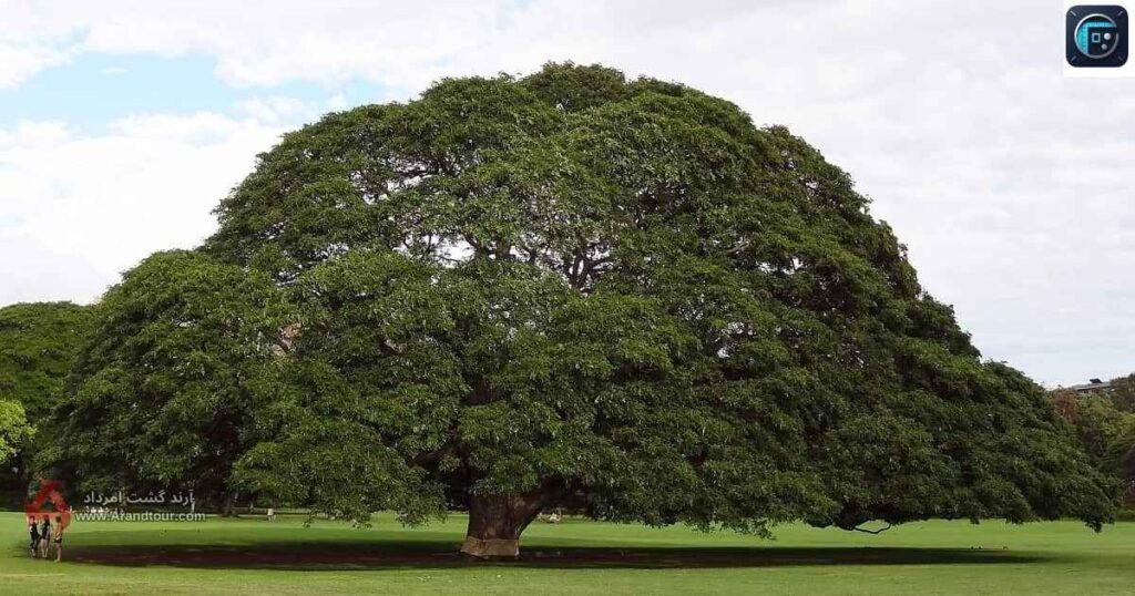  A Large Tree 