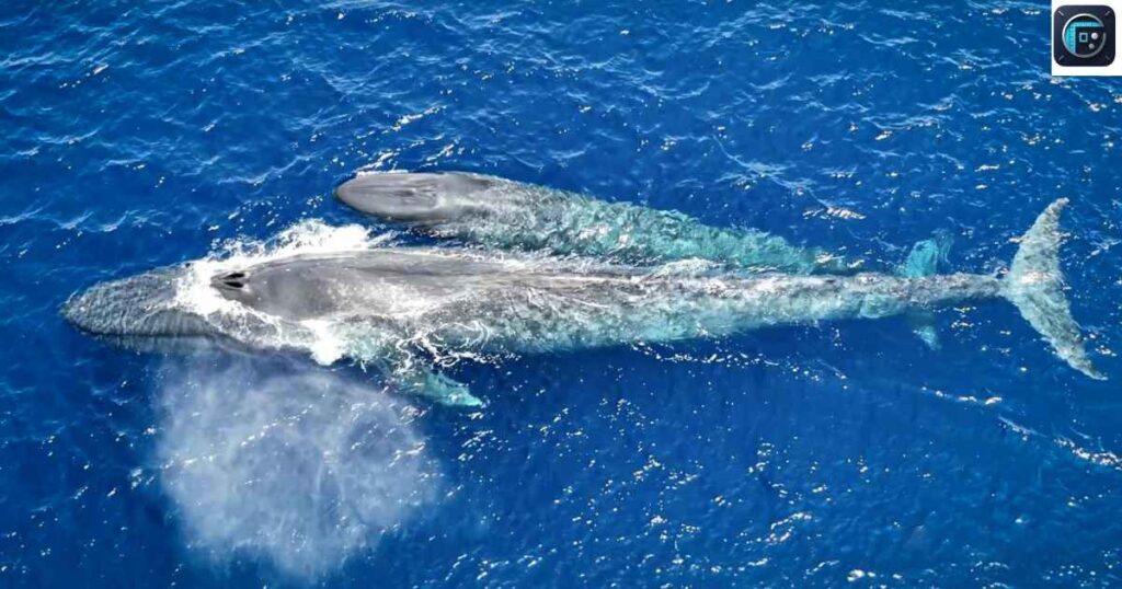 An Adult Blue Whale
