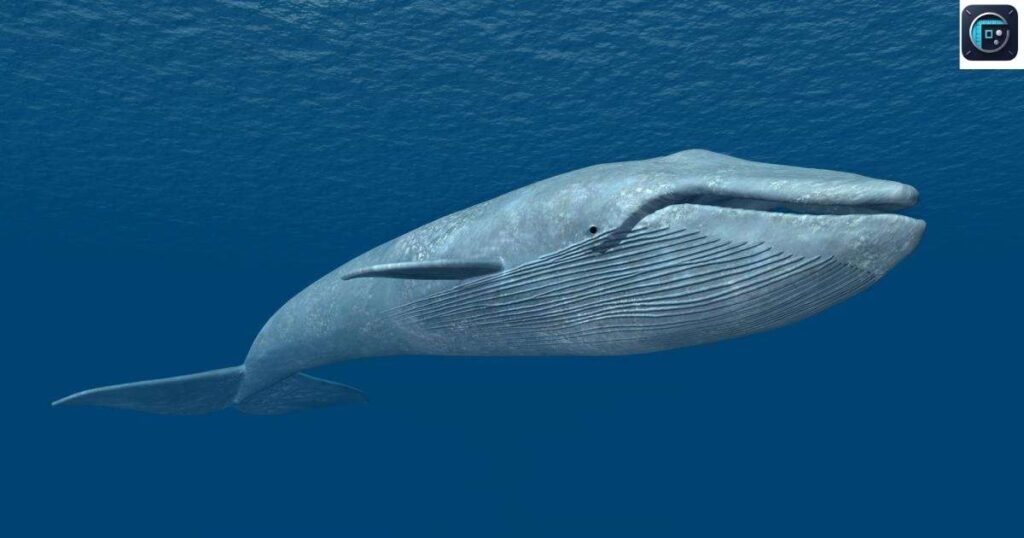 Blue Whale (Largest Ever Recorded)