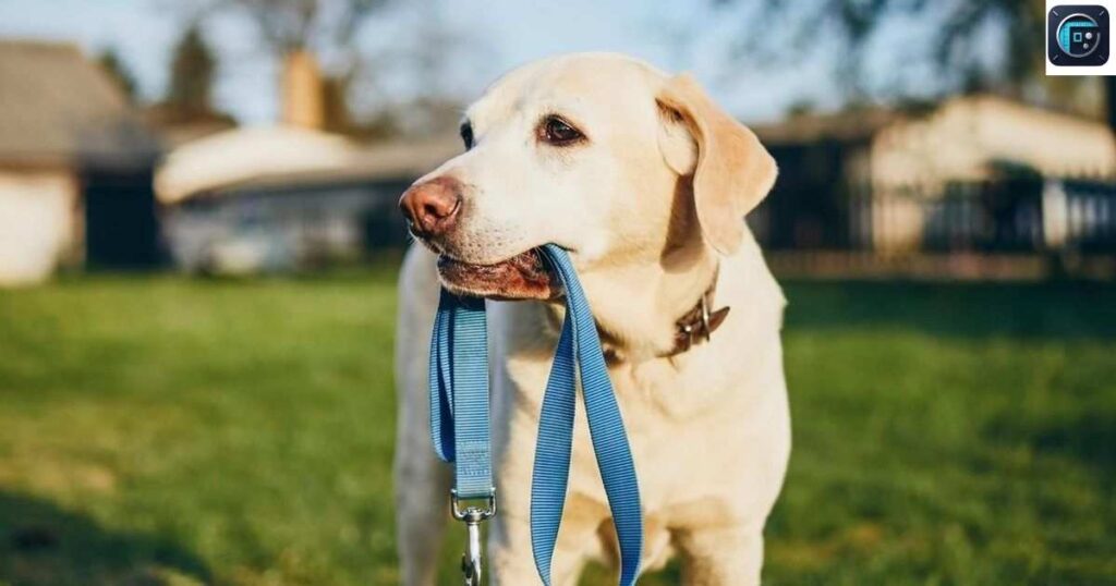 Dog Tie Out
