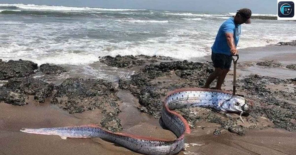  Giant Oarfish
