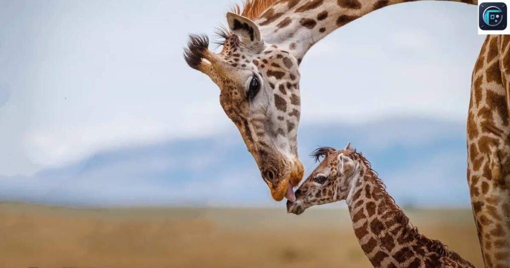 giraffe