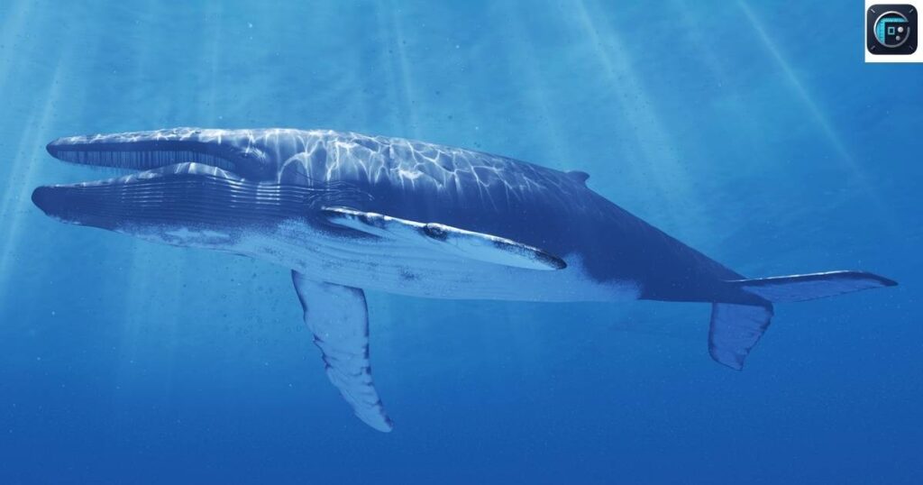  Humpback Whale
