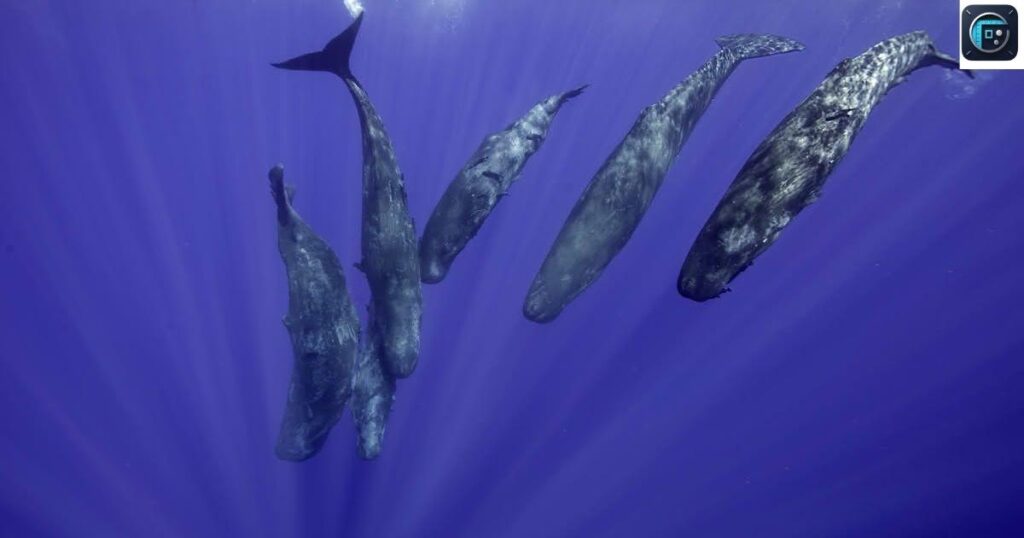 Juvenile Sperm Whale
