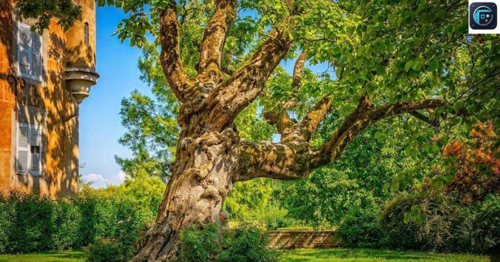 Large Tree (Mature Oak or Pine)
