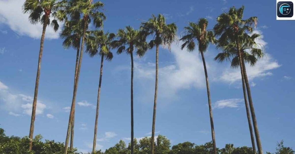 Mature Palm Tree
