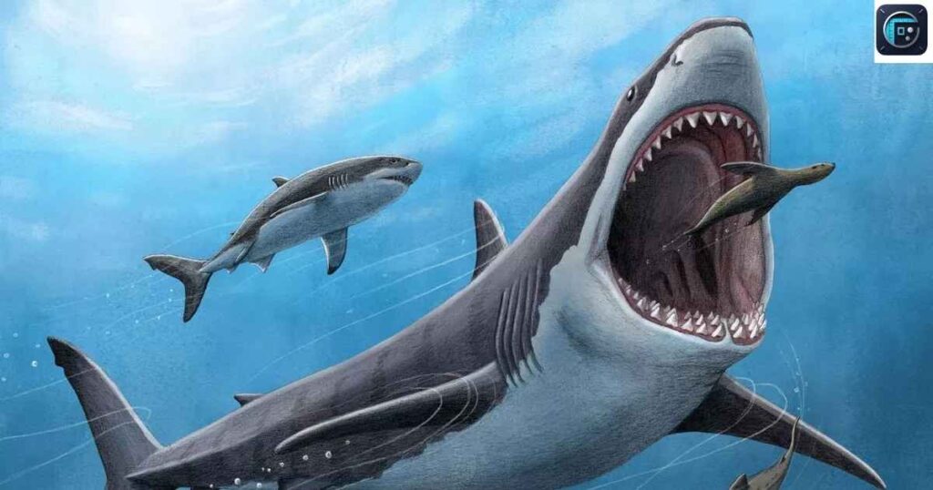 Megalodon Shark