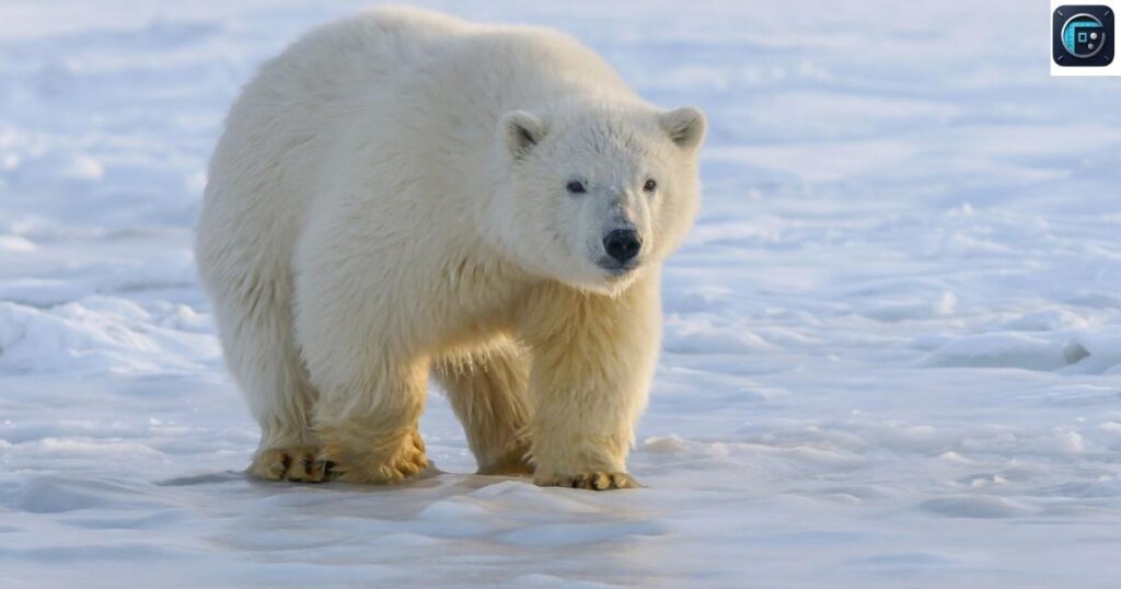 Seven Polar Bears
