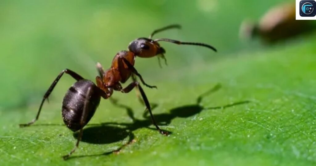 Small Ant
