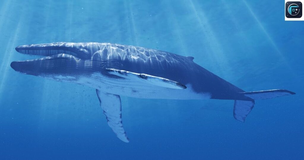 The Blue Whale