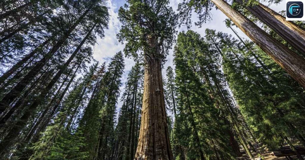Two-Fifths the Height of a Giant Sequoia Tree