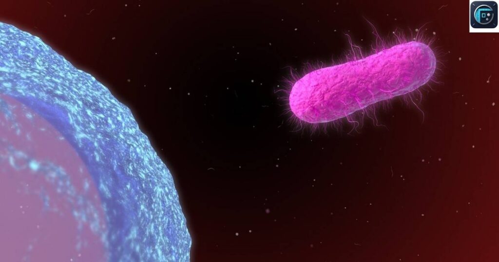 Bacterial Cell
