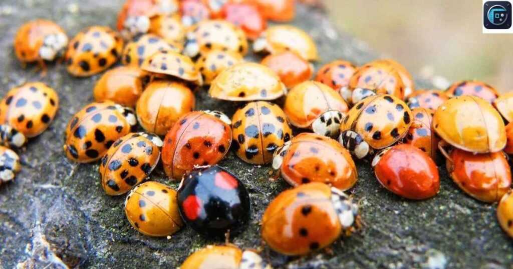 Ladybug Egg