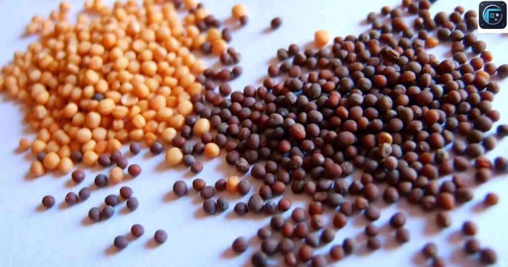 Mustard Seed