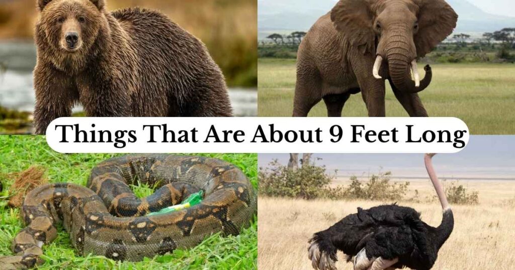 9 feet