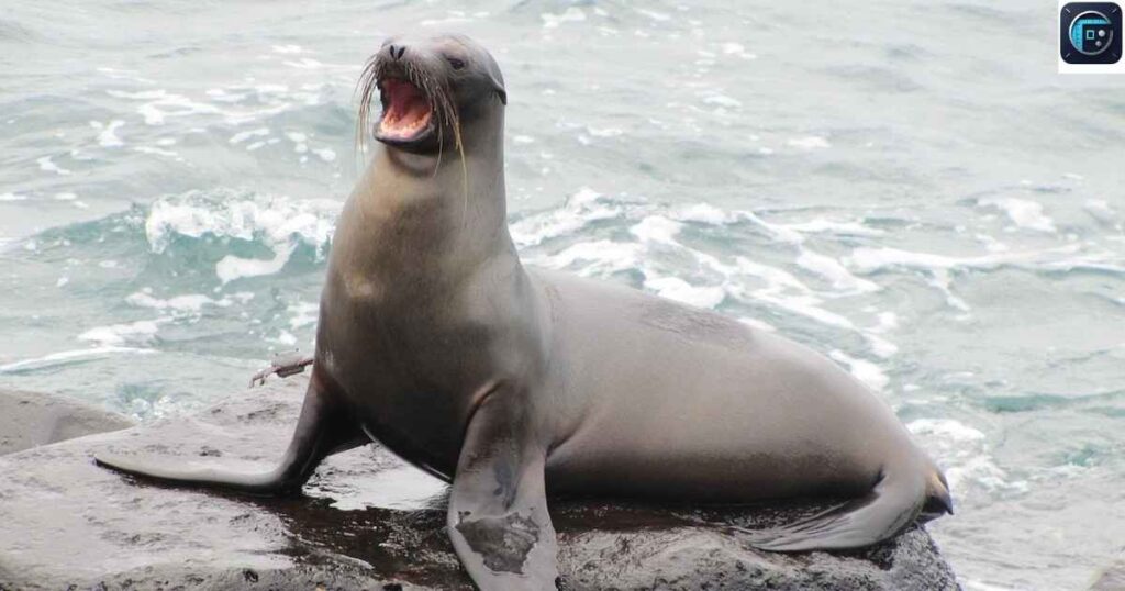 A California Sea Lion

