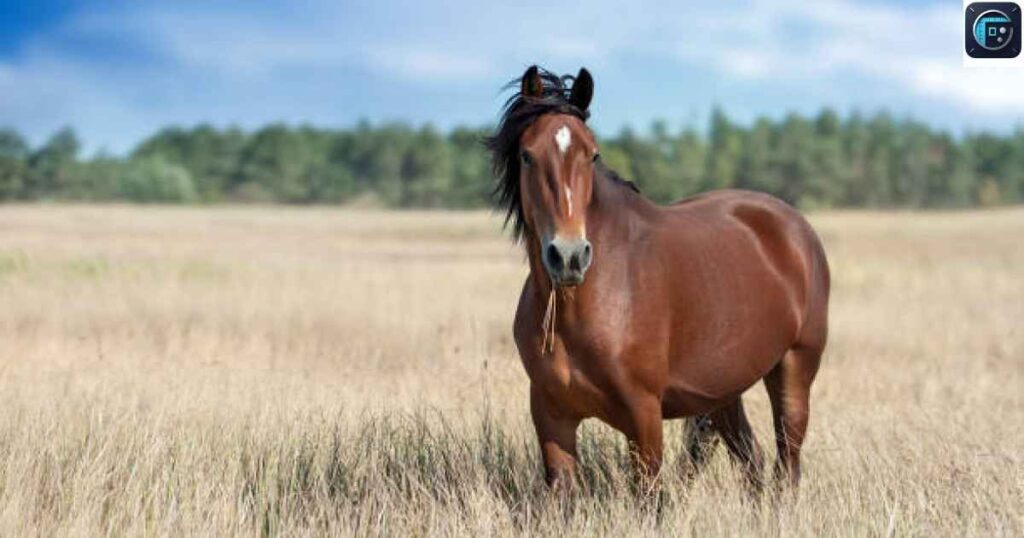 A Horse’s Body Length
