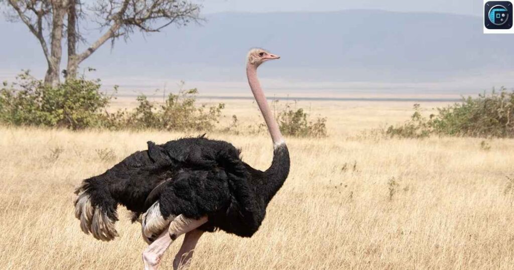 A Male Ostrich