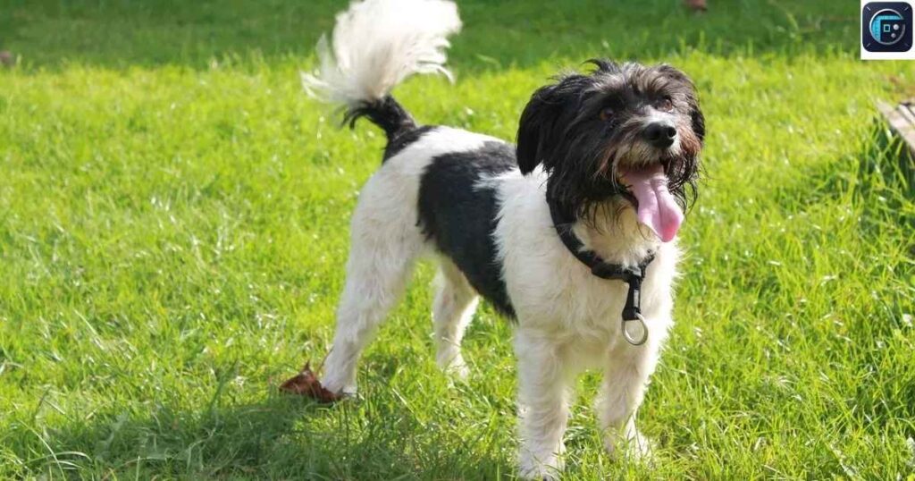 A Small Dog’s Length
