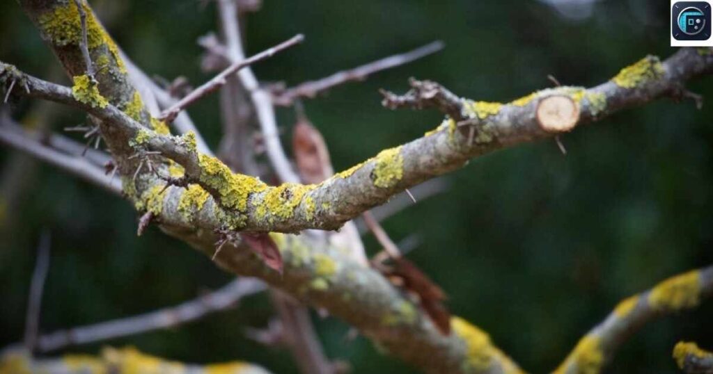 A Tree Branch
