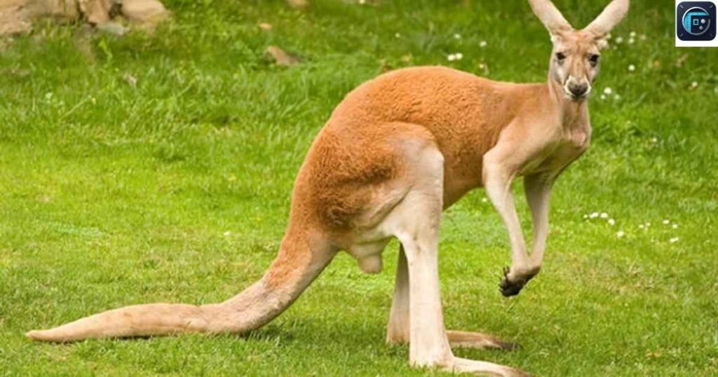 Adult Kangaroo
