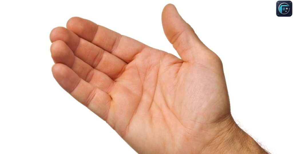 An Average Male Hand
