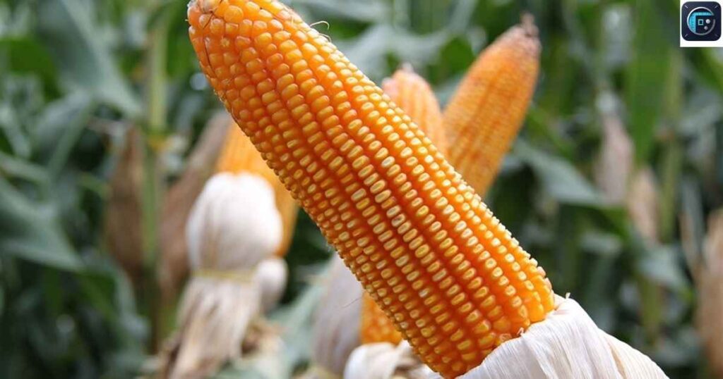 An Ear of Corn
