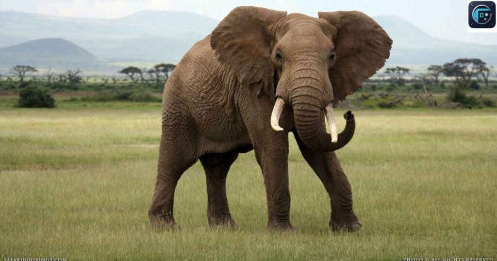 An Elephant
