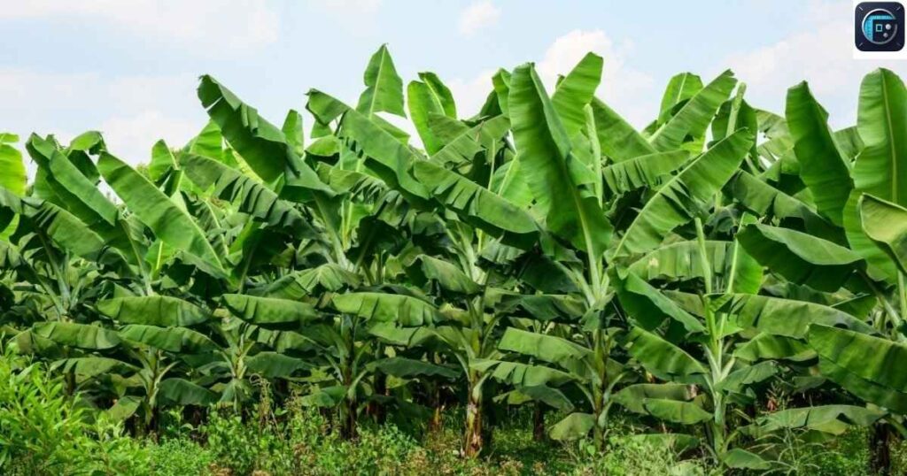 Banana Leaves
