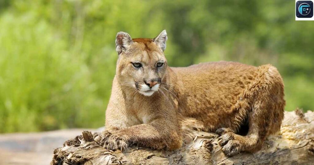 Female Cougar
