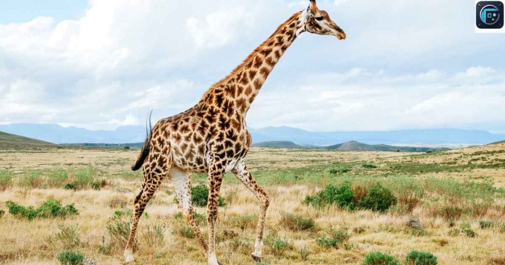 Giraffe’s Neck
