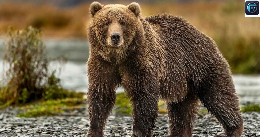 Grizzly Bear 