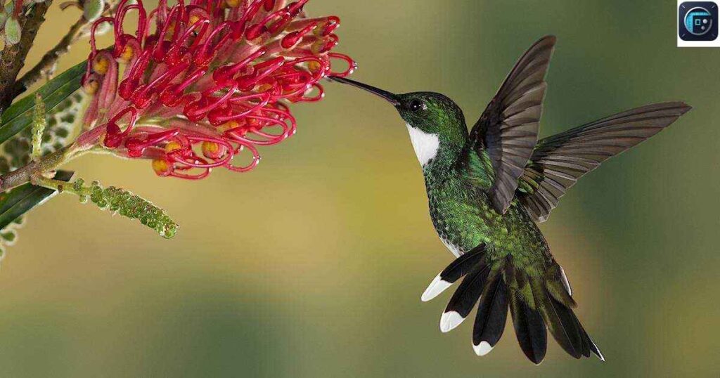 Hummingbirds
