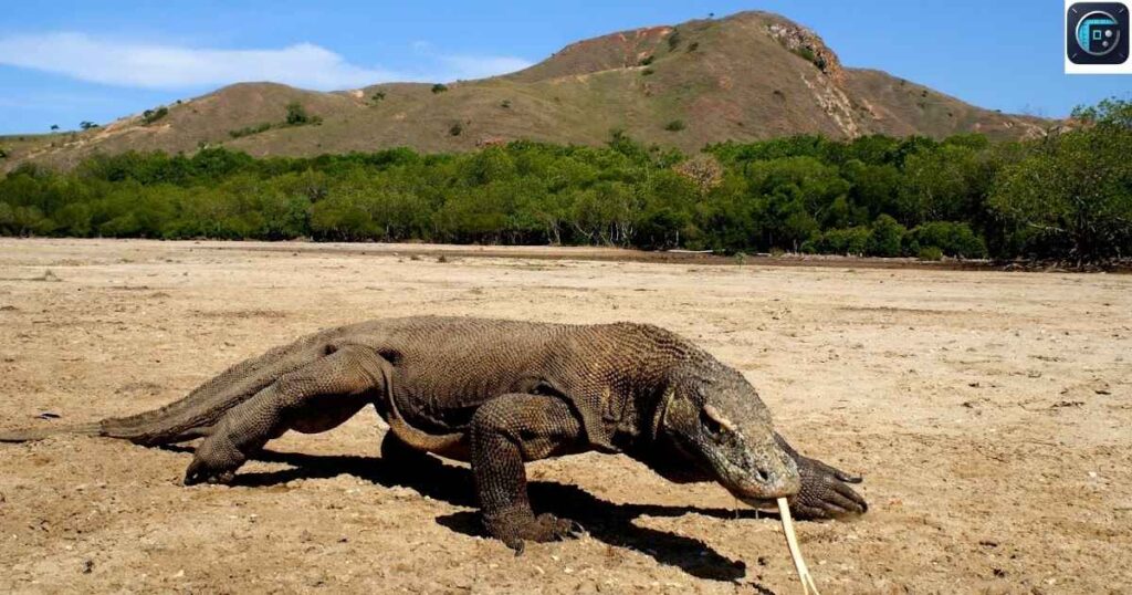 Komodo Dragon
