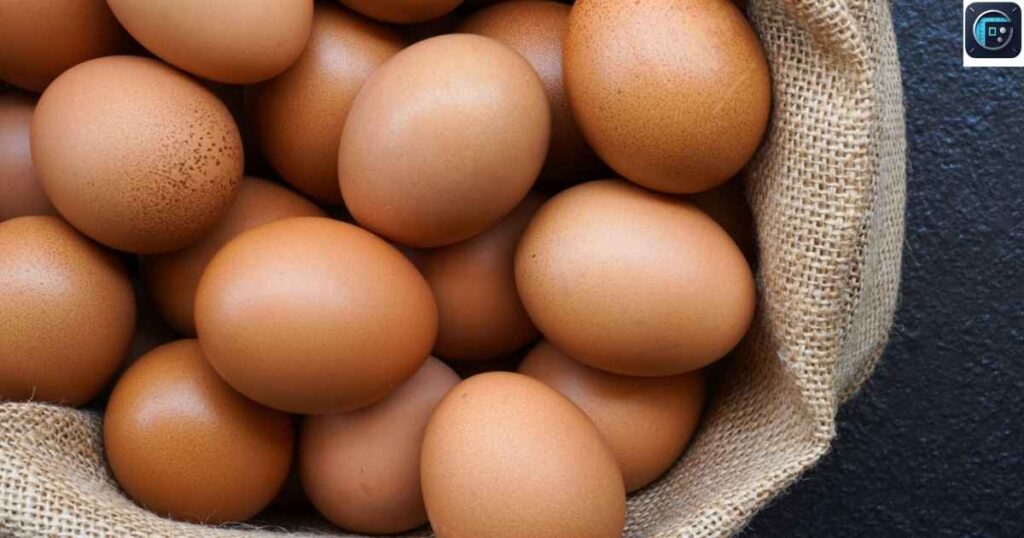 Large Chicken Egg