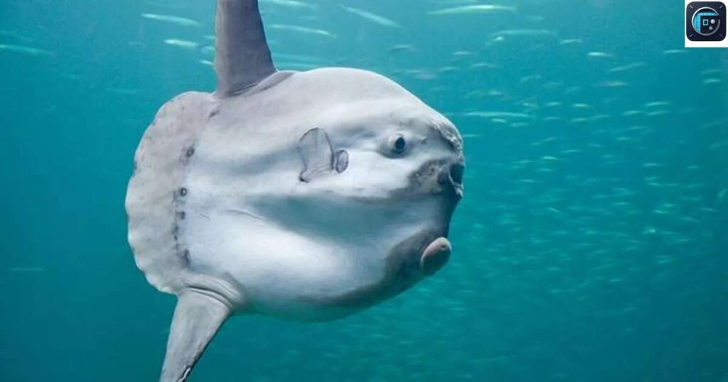 Ocean Sunfish
