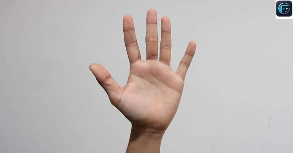 Palm Width
