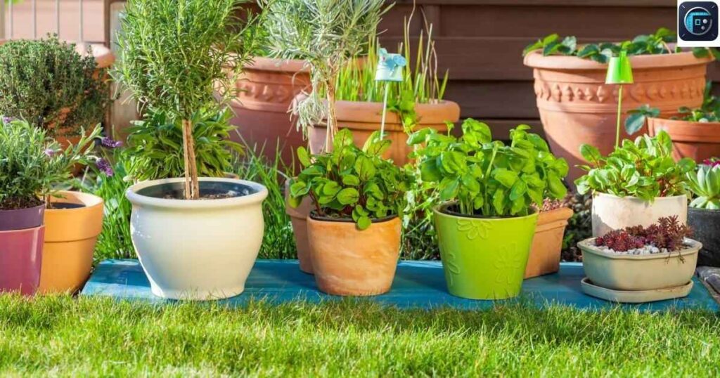 Small Plant Pot
